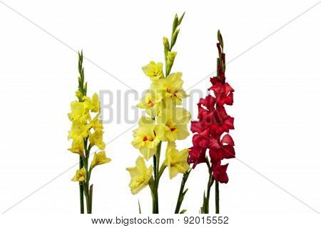 Gladioli Flowers