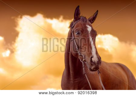 War Horse