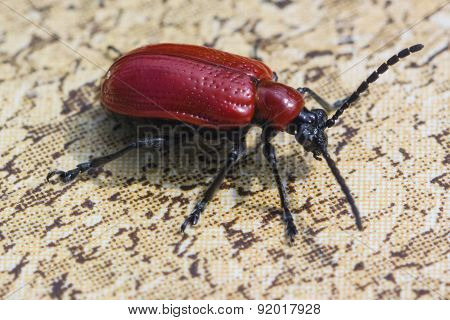 Scarlet Lily Beetle