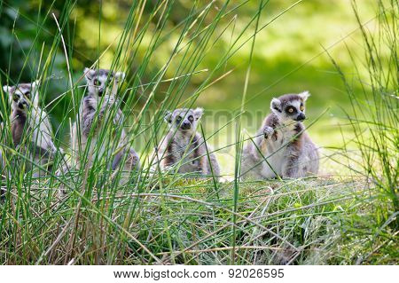Lemurs Eating Straws