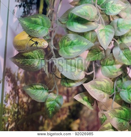 The image of a snake