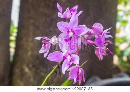 Spathoglottis Plicata purple orchids