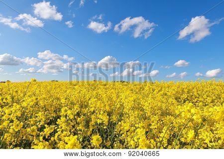 Yellow Rape Flower Field And Blue Sky