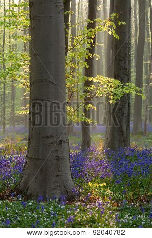 Beech Forest With Bluebell Flowers In Spring