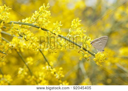 Zebra Blue Butterfly Or Leptotes Pirithous