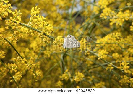 Zebra Blue Butterfly Or Leptotes Pirithous