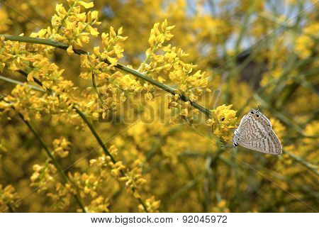 Zebra Blue Butterfly Or Leptotes Pirithous