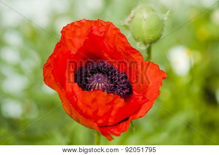 Poppy flower