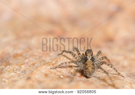 Small Brown Wolf Spider