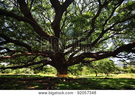 shade old big tree with green spring leaves