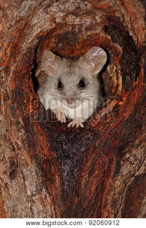 An Acacia tree rat (Thallomys paedulcus) sitting in a hole in a tree, South Africa 