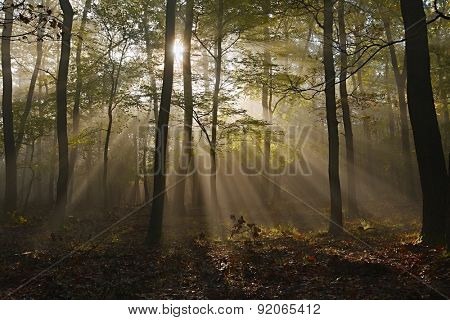 Forest with sun rays filtering through
