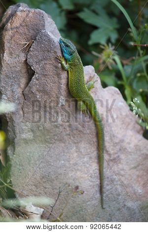 European Green Lizzard on a stone