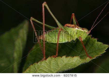 เหตุบุชคริกเก็ต (Leptophyes punctatissima)
