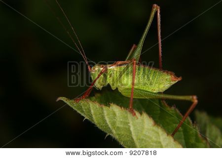 เหตุบุชคริกเก็ต (Leptophyes punctatissima)