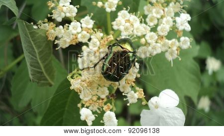 chafer