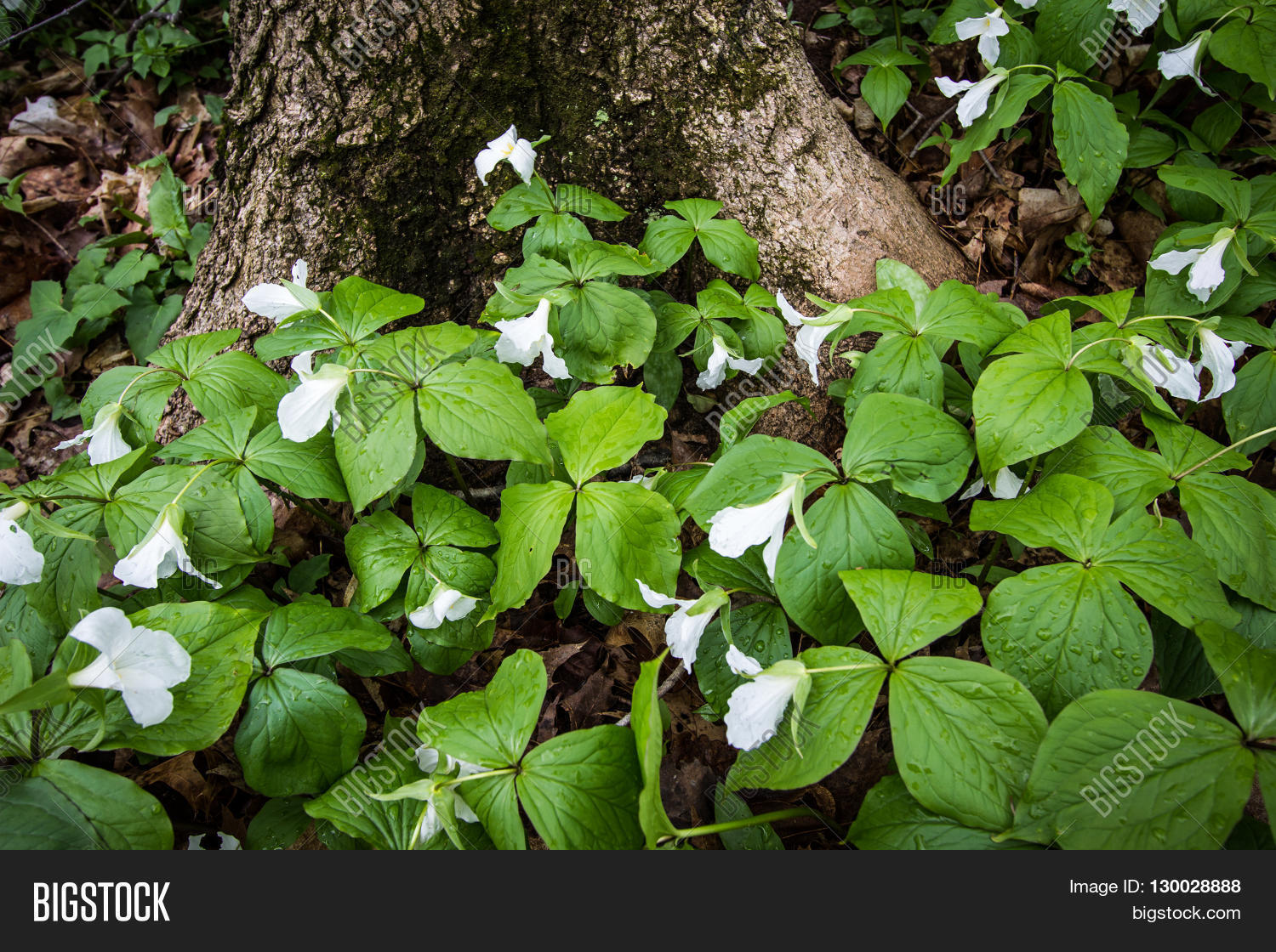 Wild Trillium Forest. Image & Photo (Free Trial) Bigstock