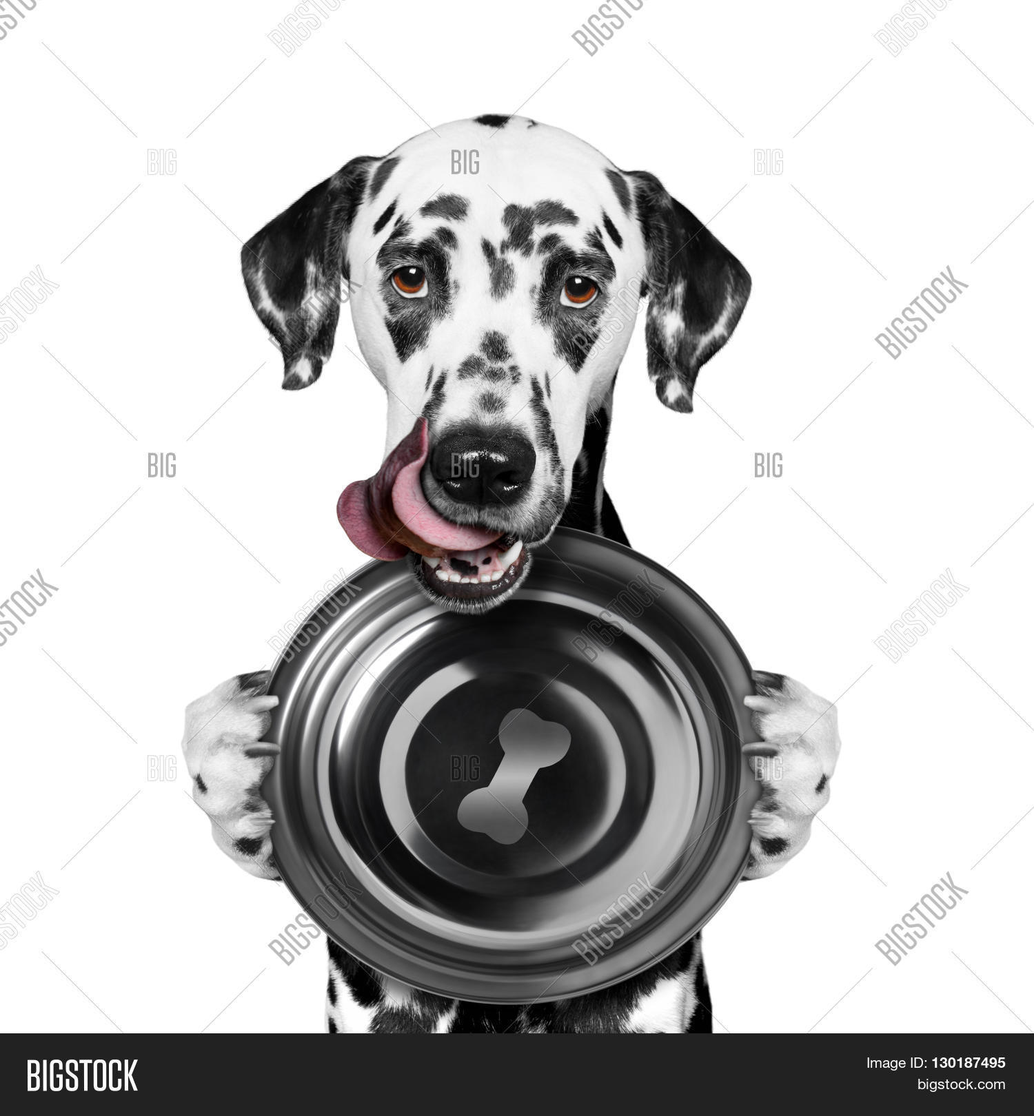 Dog Wants Eat Hold Image & Photo (Free Trial) Bigstock
