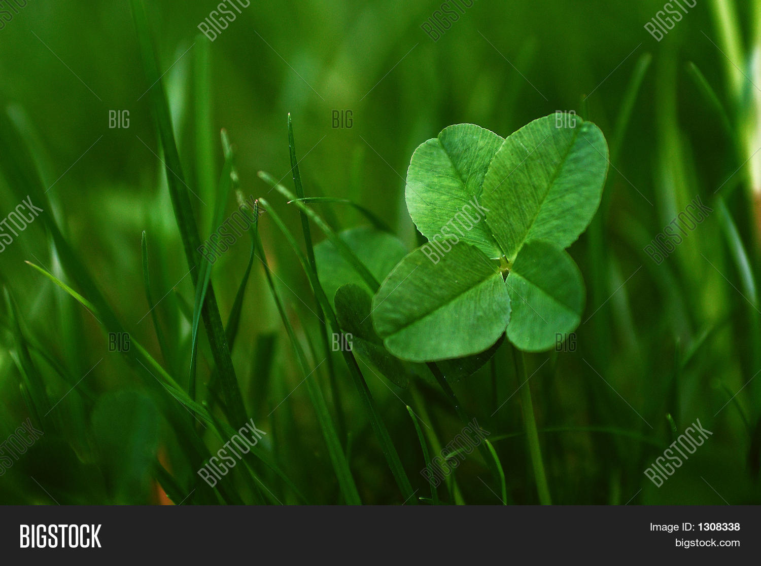 Four Leaves Shamrock Image & Photo (Free Trial) Bigstock