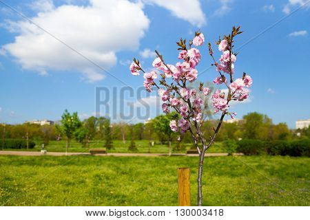 Pretty pink spring blossom on a Prunus serrulata sapling or Japanese flowering cherry planted in a rural field or garden cultivated for its ornamental flowers