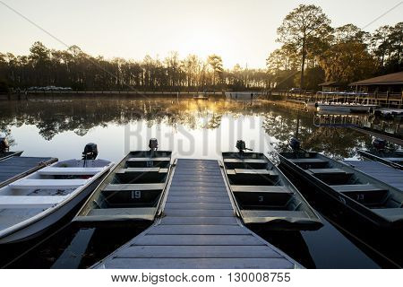 dawn in the Okefenokee swamp, 