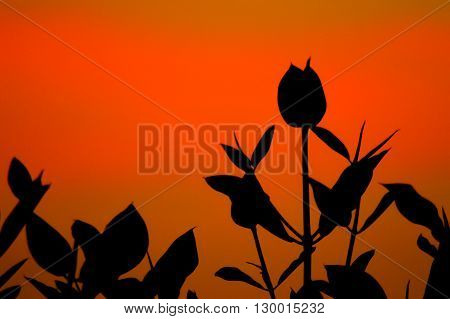 silhouette of the mangrove leaf Intertidal forest