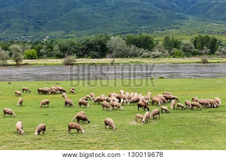 Sheep Grazing Next To The River Strymon Spring In Northern Greece. Lambs And Sheep Eat Grass On A Su