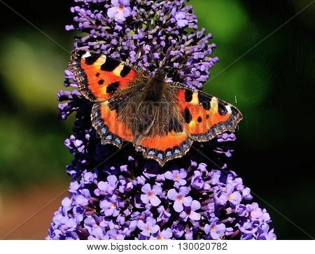 First Small Tortoiseshell to appear on my Buddleia tree in my urban garden in Scotland. Nice and sunny for it to be feeding.