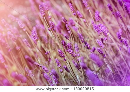 Beautiful lavender buds - lavender flower in flowewer garden