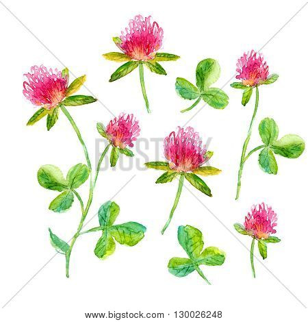 Set of watercolor flowers. Hand drawn clover flower on a sterm with leaves for romantic background card or decoration