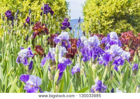 background landscape of bright purple and orange iris against the sea in the Nikitsky Botanical Gardens in Yalta