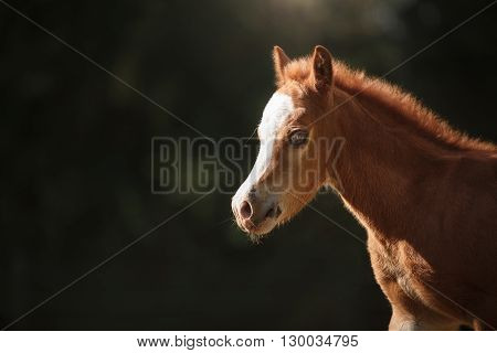 A pretty foal stands in a Summer paddock Foal playing in a meadow