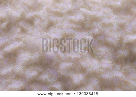 Soft defocused pattern from growing leaves on ground.