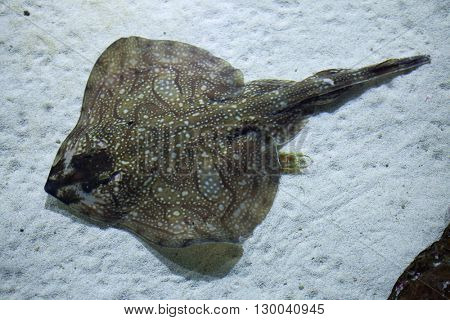 Undulate ray (Raja undulata). Wild life animal. 