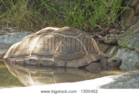Tortue