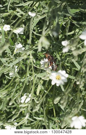 beetle climbing up a blade of grass may beetle climbing a blade of grass may beetle