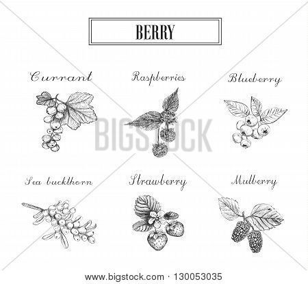 Blueberries raspberries currants sea buckthorn strawberries and mulberries vector illustration. Set of berries skech.