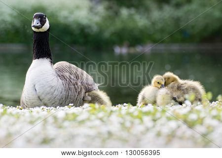 Canada goose (Branta canadensis) adult with goslings. Young chicks sitting in evening sunshine on grass with daisy flowers with one seeking warmth under parent