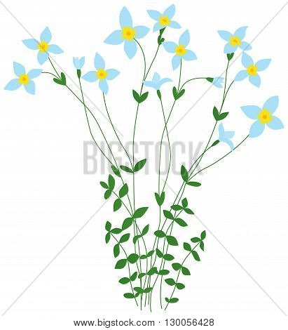 Illustration of delicate bluet wild flowers bunch