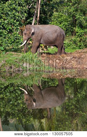 Thai elephant he is going to drink the water in the lake