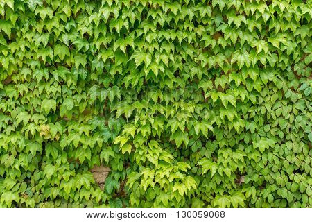 Abstract plant wall background The Green creeper plant on the house wall