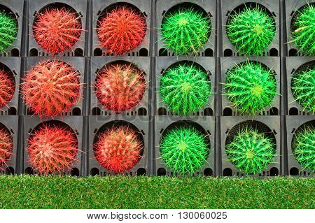 a colorful of cactus decorate in garden