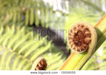 Curling Fern Bud