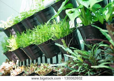 To planting trees in recycle plastic plant pots.