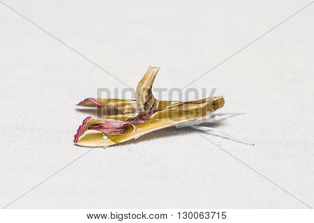Agathodes Ostentalis Moth