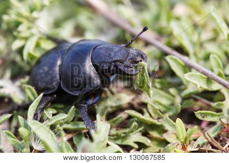 Black Beetle on the  grass in sunlight.