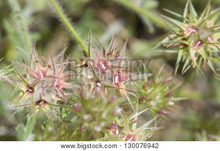 Flora Of Gran Canaria - Trifolium Stellatum