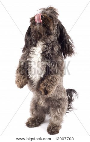 Onun arka ayakları üzerinde duran havanese köpek