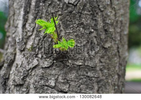 green sprout on the tree. New top leaves sprouting from brown bark of old trunk