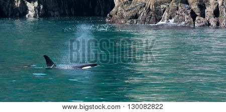 A pair of orca cruise the coast line looking for dinner